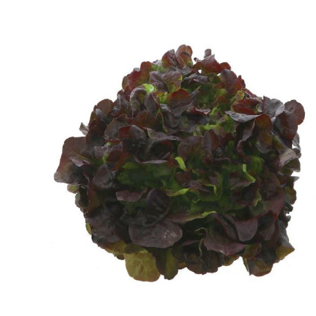 SALADE FEUILLE CHENE ROUGE 6PCS